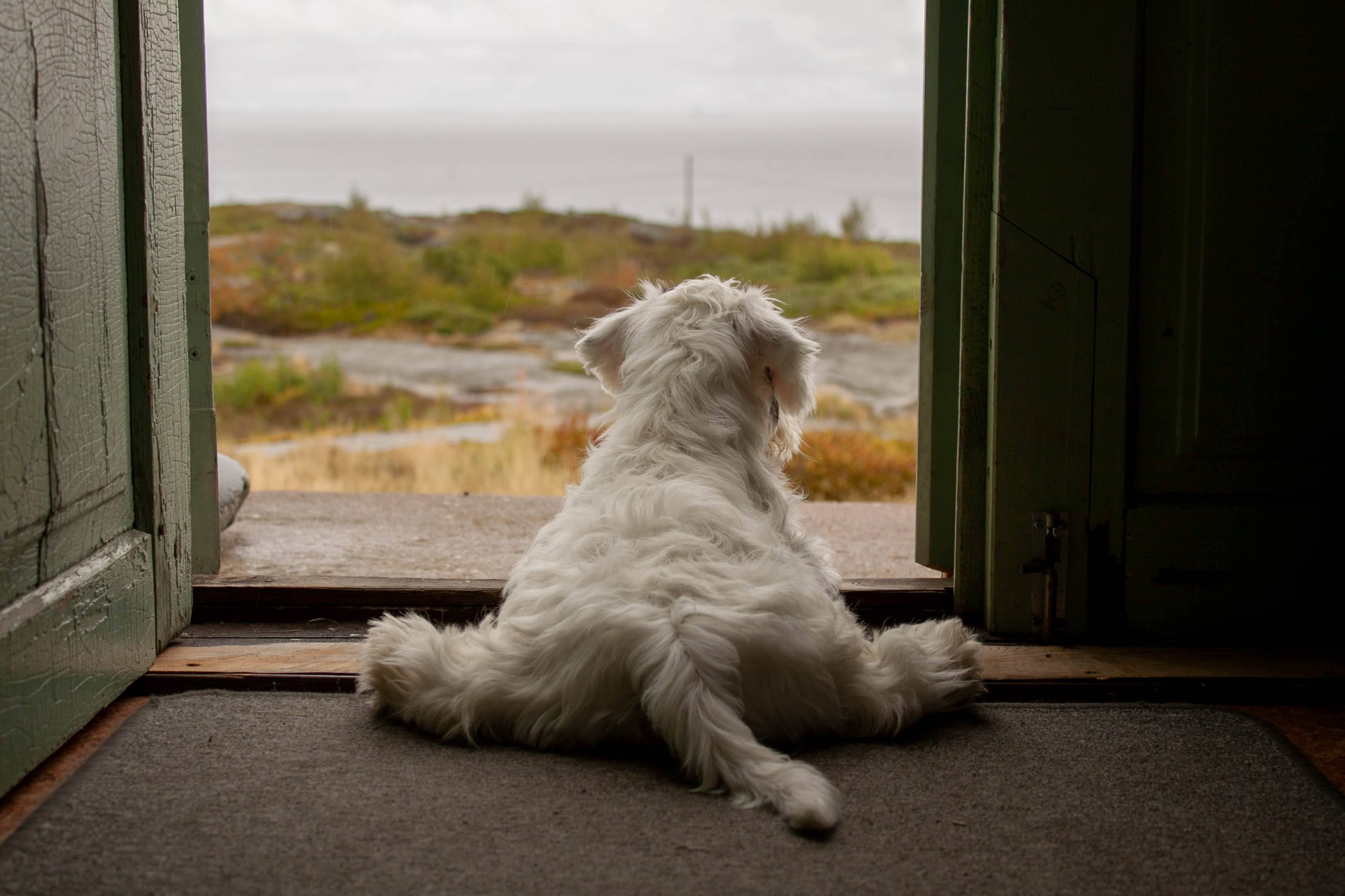 Takaapäin kuvattu Sealyhaminterrieri makaa jalat levällään oviaukossa. Oviaukosta avautuu lounaisrannikolle tyypillinen maisema.