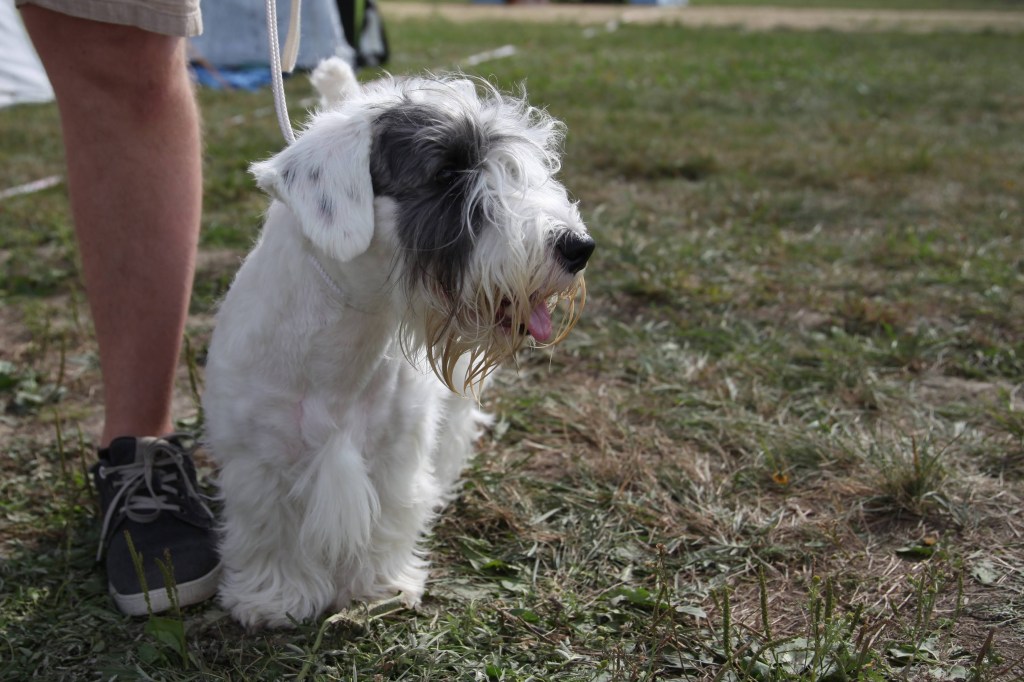 Epävirallinen erikoisnäyttely 2022