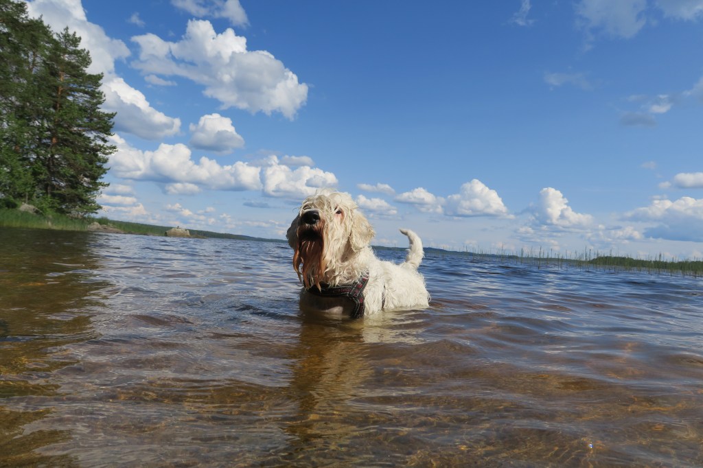 Suojattu: Tiedote 1/2025